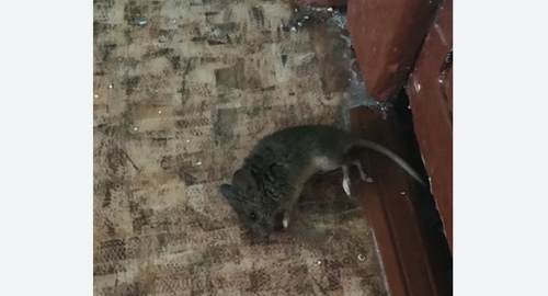 Дезинфекция от мышей в Камрбарке