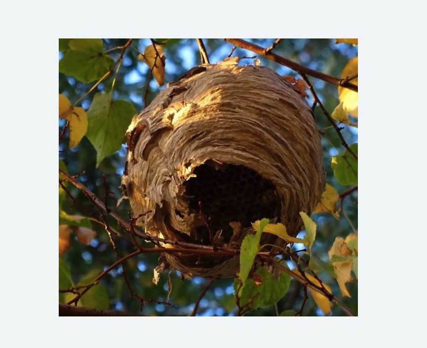 Обработка от шершней в Камрбарке