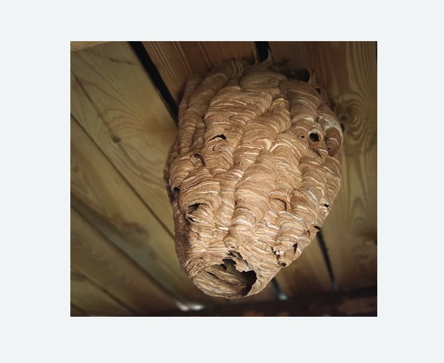 обработка от шершней в Камрбарке