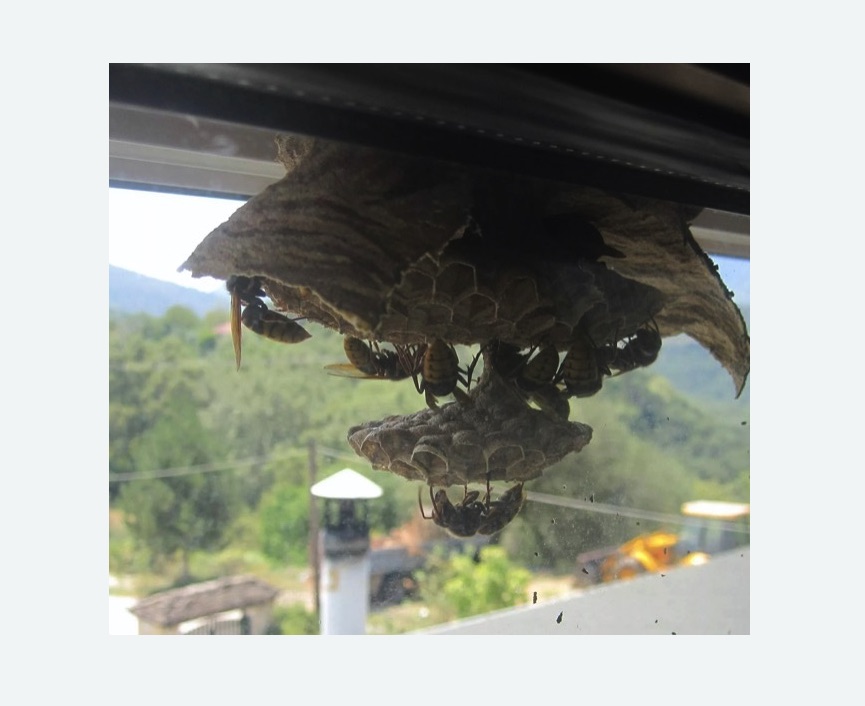 Уничтожение гнёзд шершней в Камрбарке