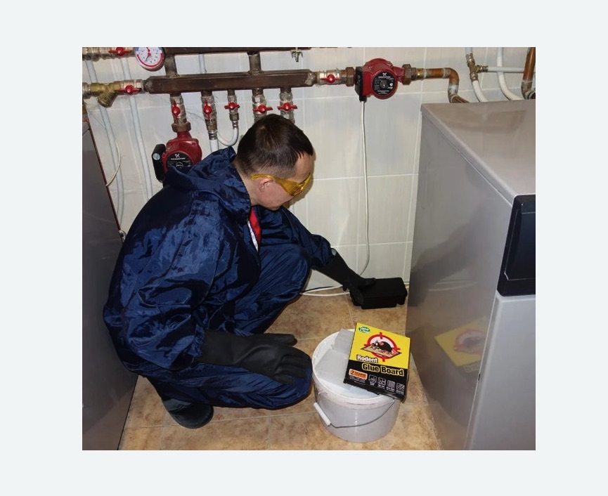 Уничтожение крыс в Камрбарке