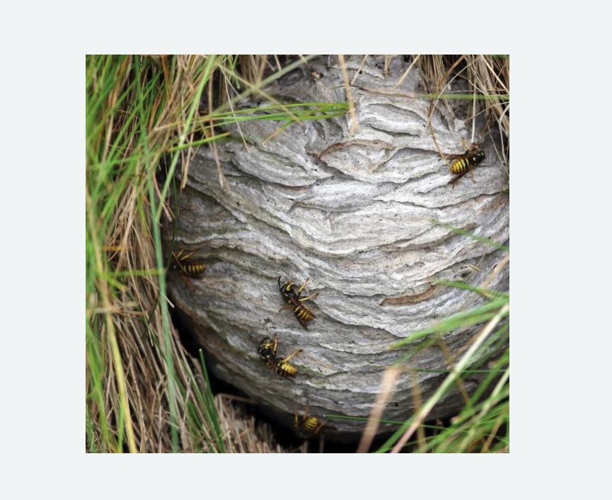 Уничтожение ос и ульев в Камрбарке